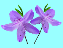 Azaleas